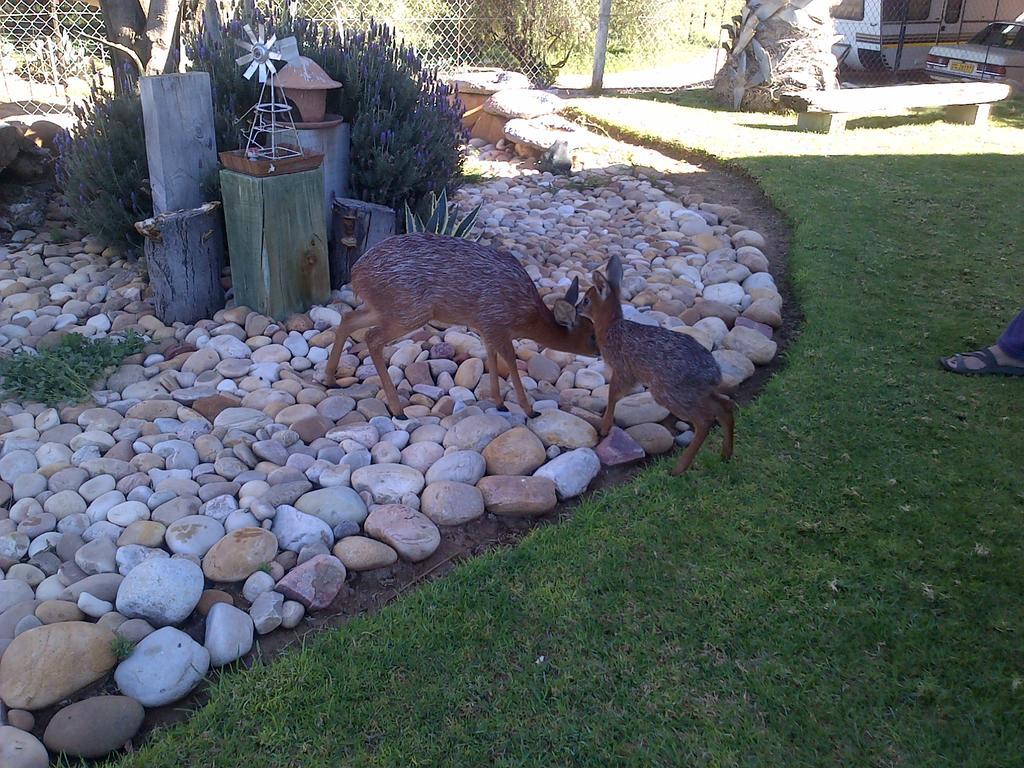 Grysbok Self Catering Accommodation Oudtshoorn Exterior foto